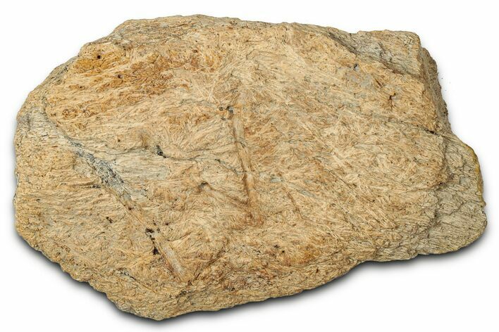 Dinosaur (Triceratops) Frill Shield Section - Montana #347966